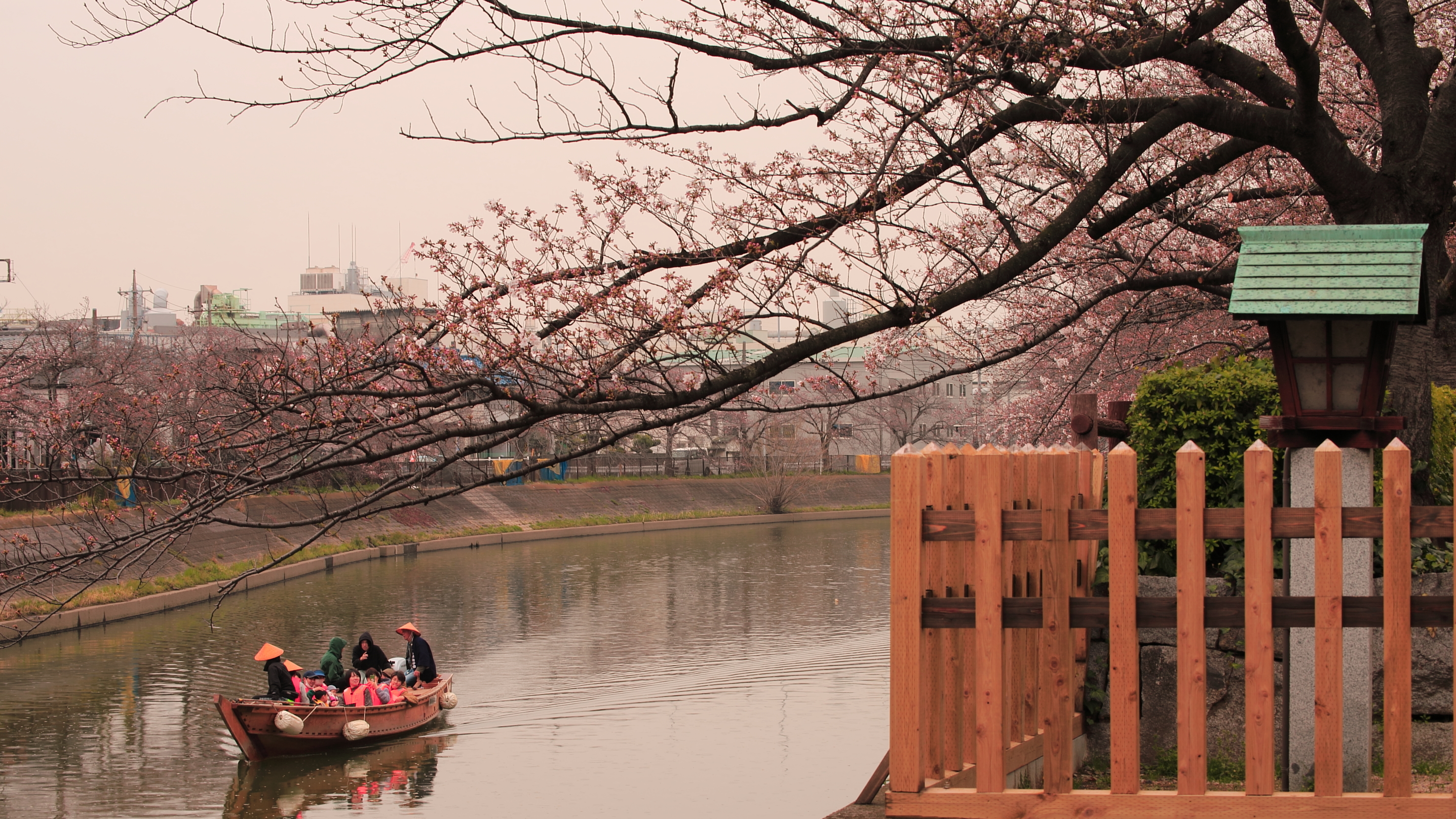 桜時期の和舟１