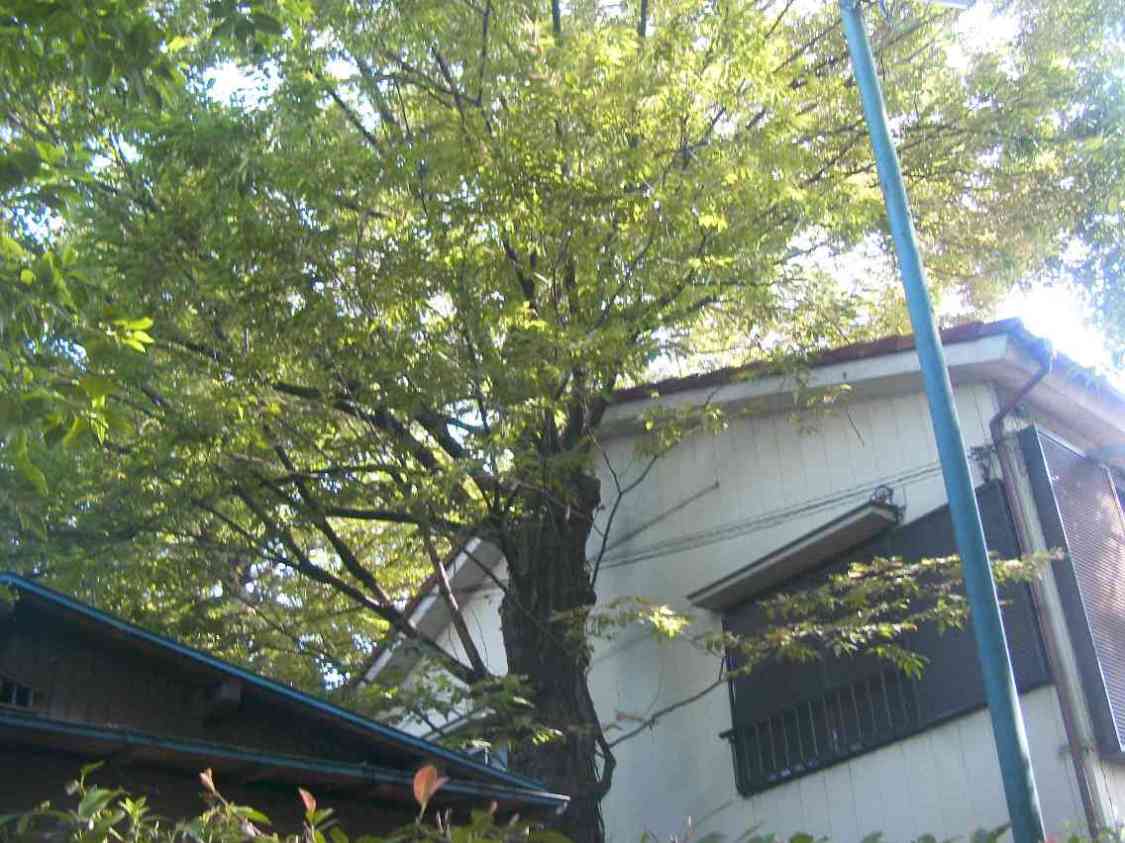 保存樹木（ケヤキ）の写真の画像