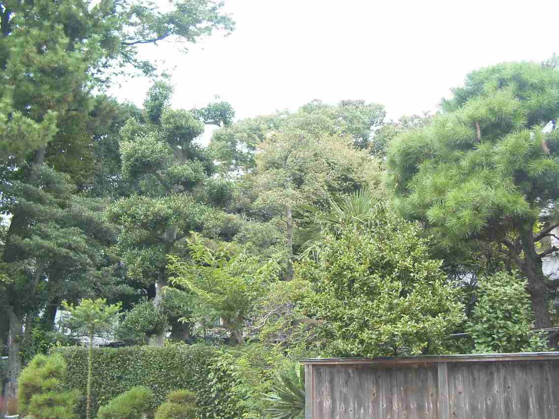 保存樹林（ケヤキ、エノキ、シラカシ等）の写真の画像