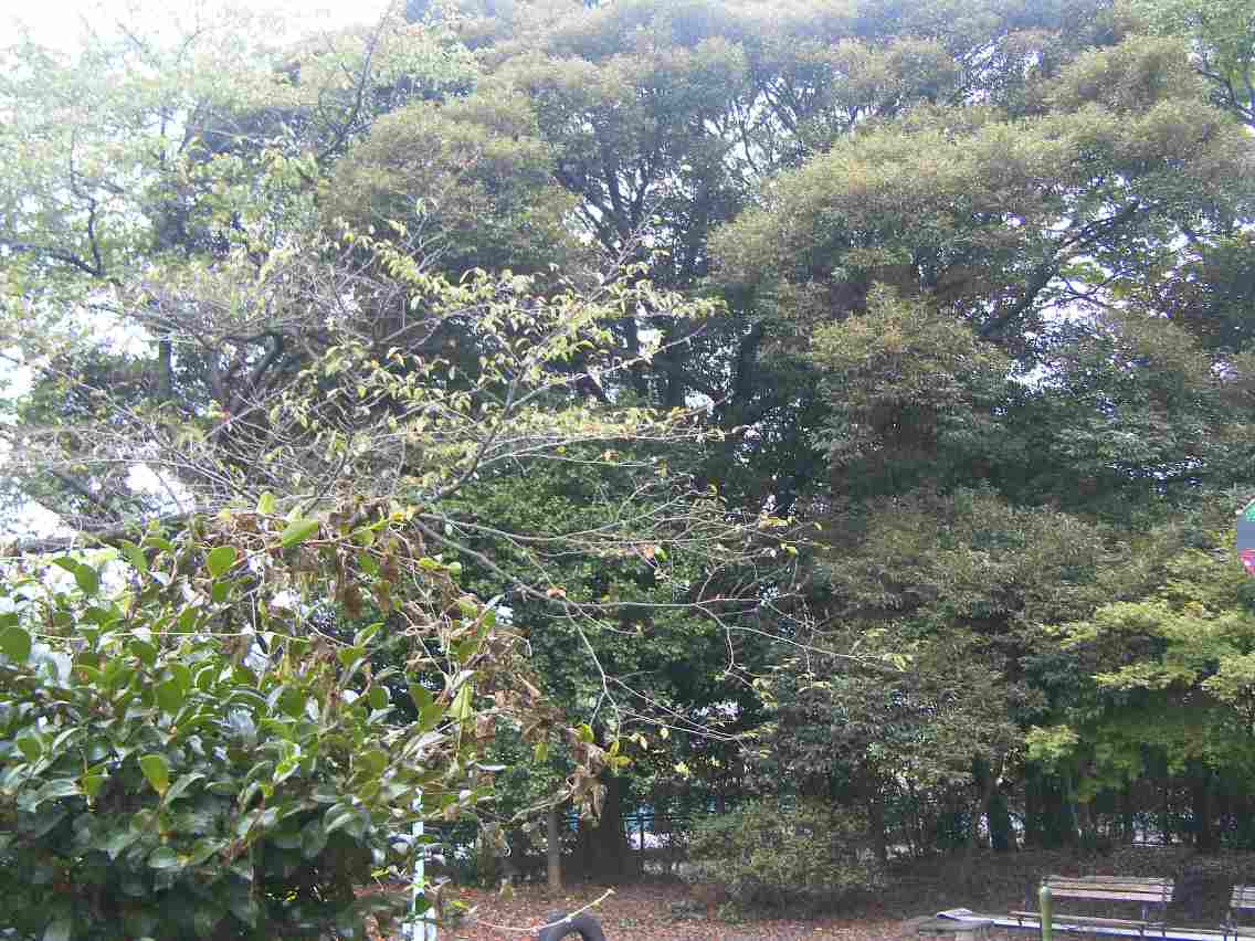 保存樹林（ケヤキ、エノキ、スダジイ等）の写真の画像