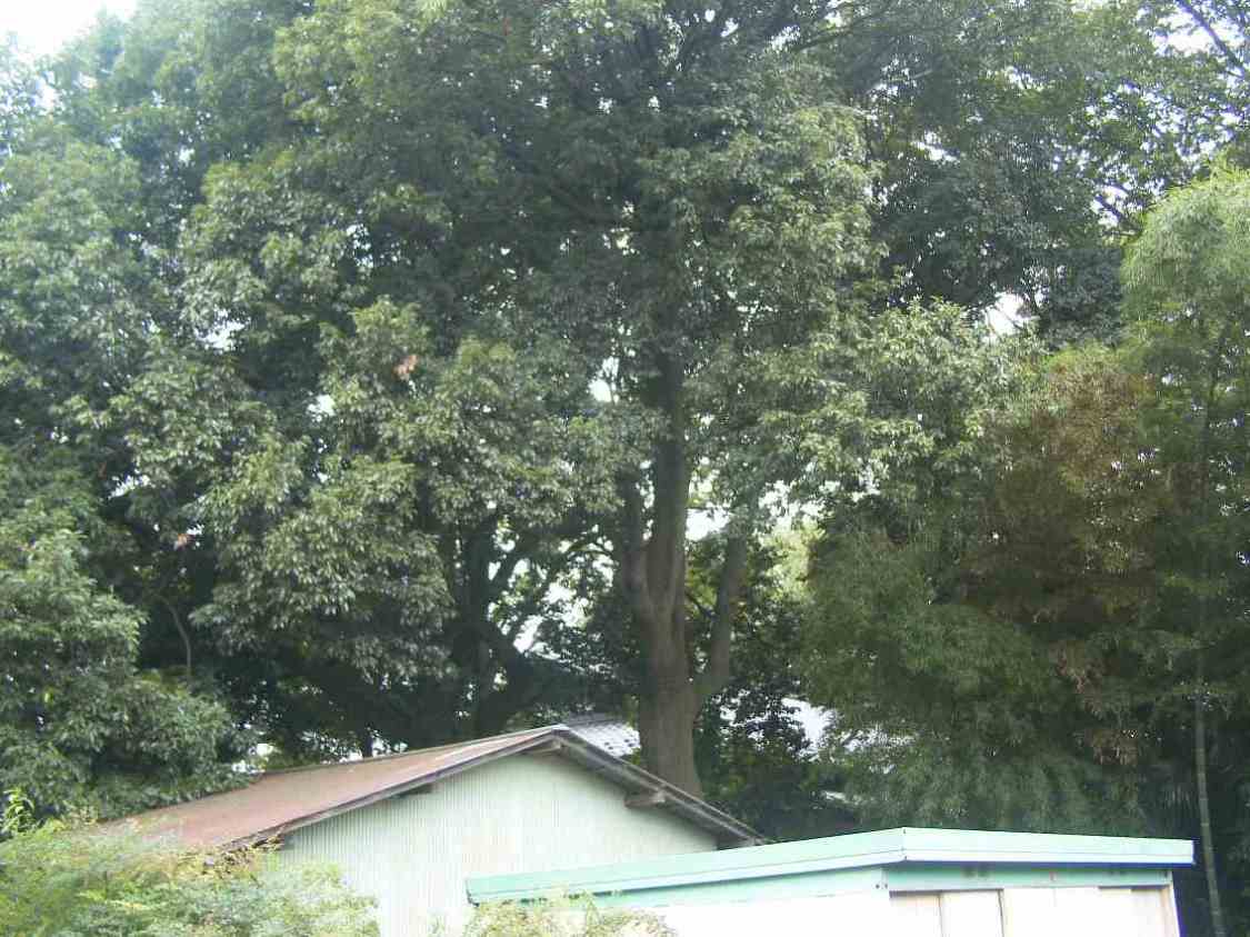 保存樹木（シラカシ）の写真の画像
