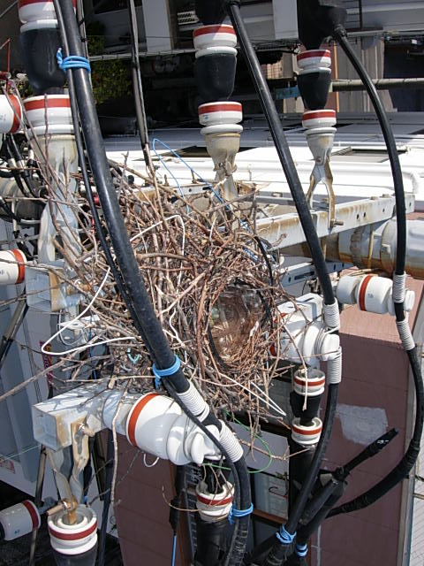 電柱に作られたカラスの巣の写真