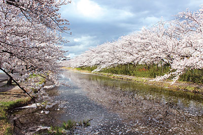 Soka Cherry Blossoms Festival