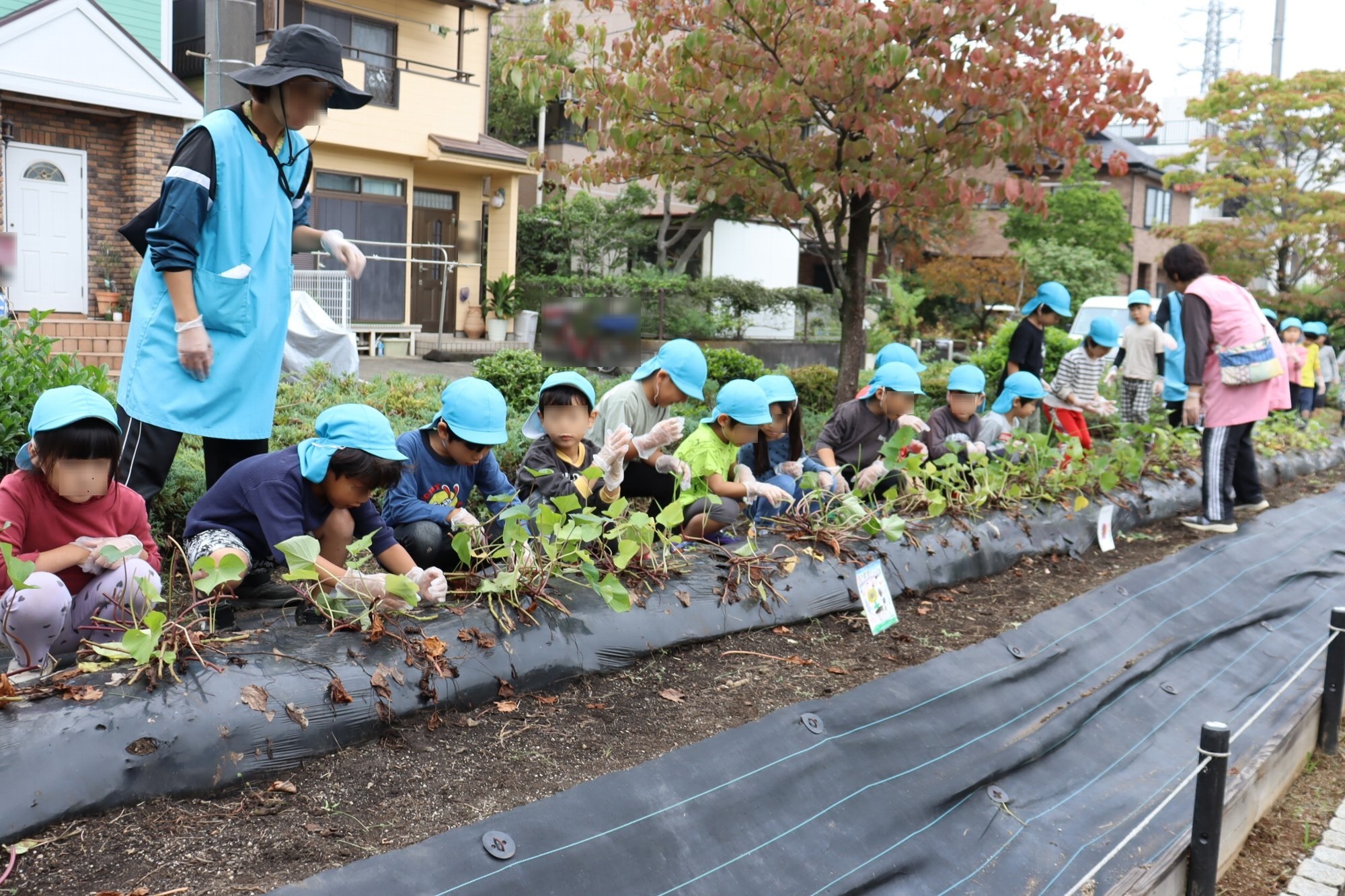 並んでサツマイモを収穫する園児たちの画像