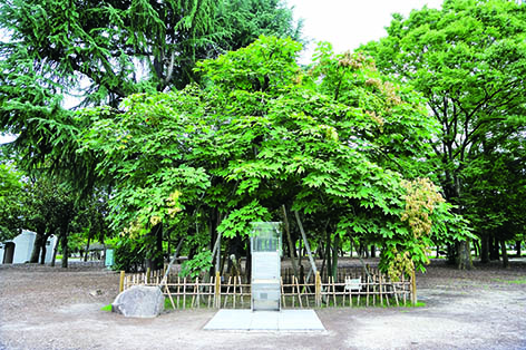 広島市の平和記念公園にある被爆アオギリの画像