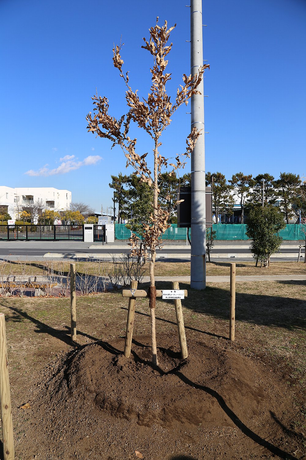 植樹されたクヌギの画像