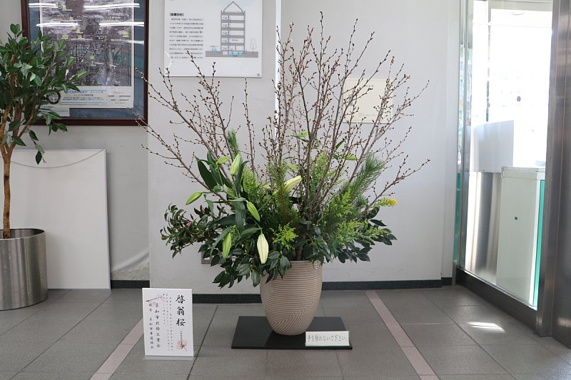 市役所西棟玄関前に 春の足音 啓翁桜の生け花を展示しています 草加市役所