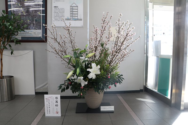 市役所西棟玄関前に 春の足音 啓翁桜の生け花を展示しています 草加市役所