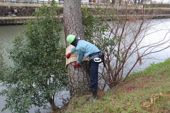 こもを外す職人1