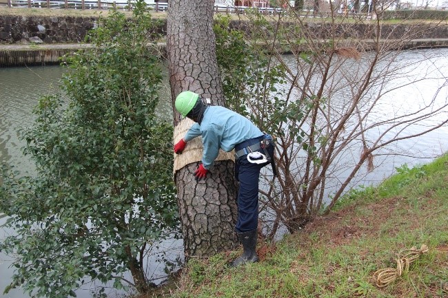 こもを外す職人1