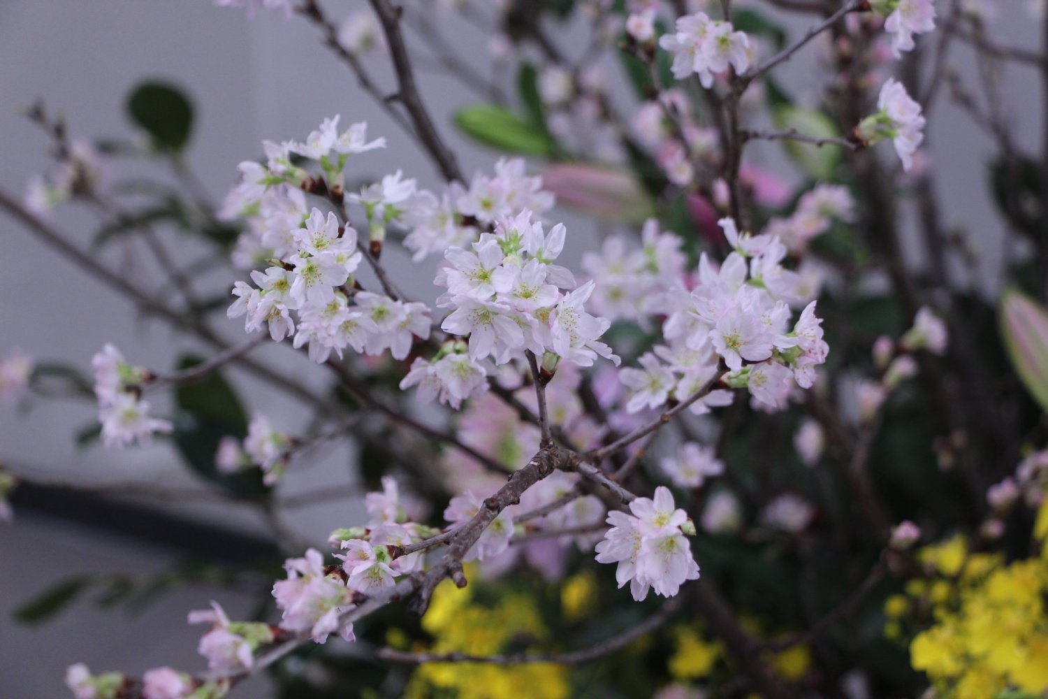 市役所西棟で早春を告げる花 啓翁桜 の生け花をお楽しみください 草加市役所
