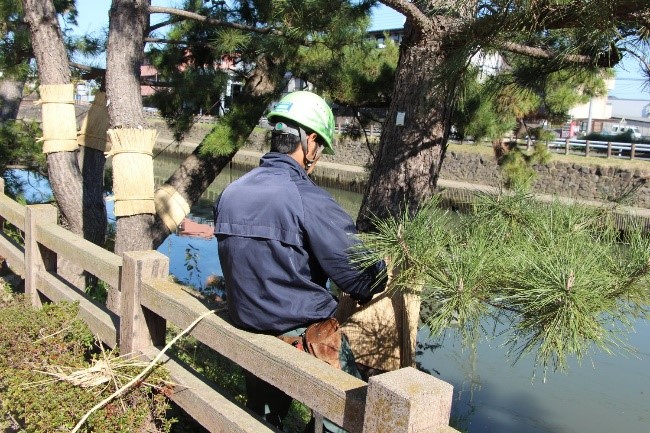 川沿いのこもを巻く職人さん