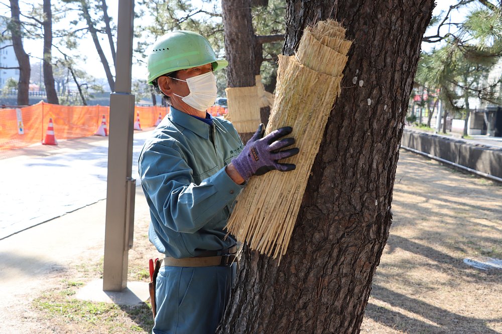 こもを外す職人