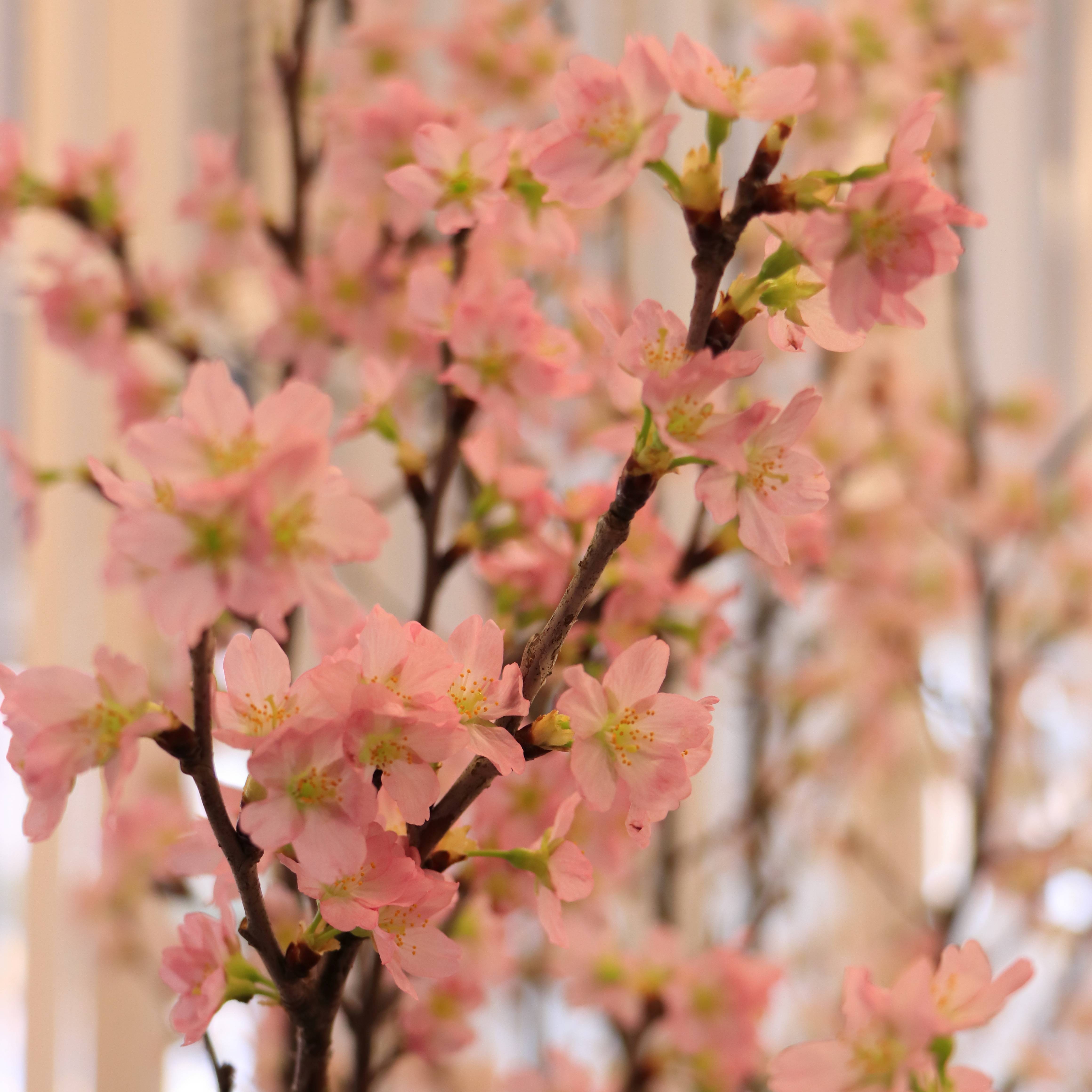 生け花３.JPG