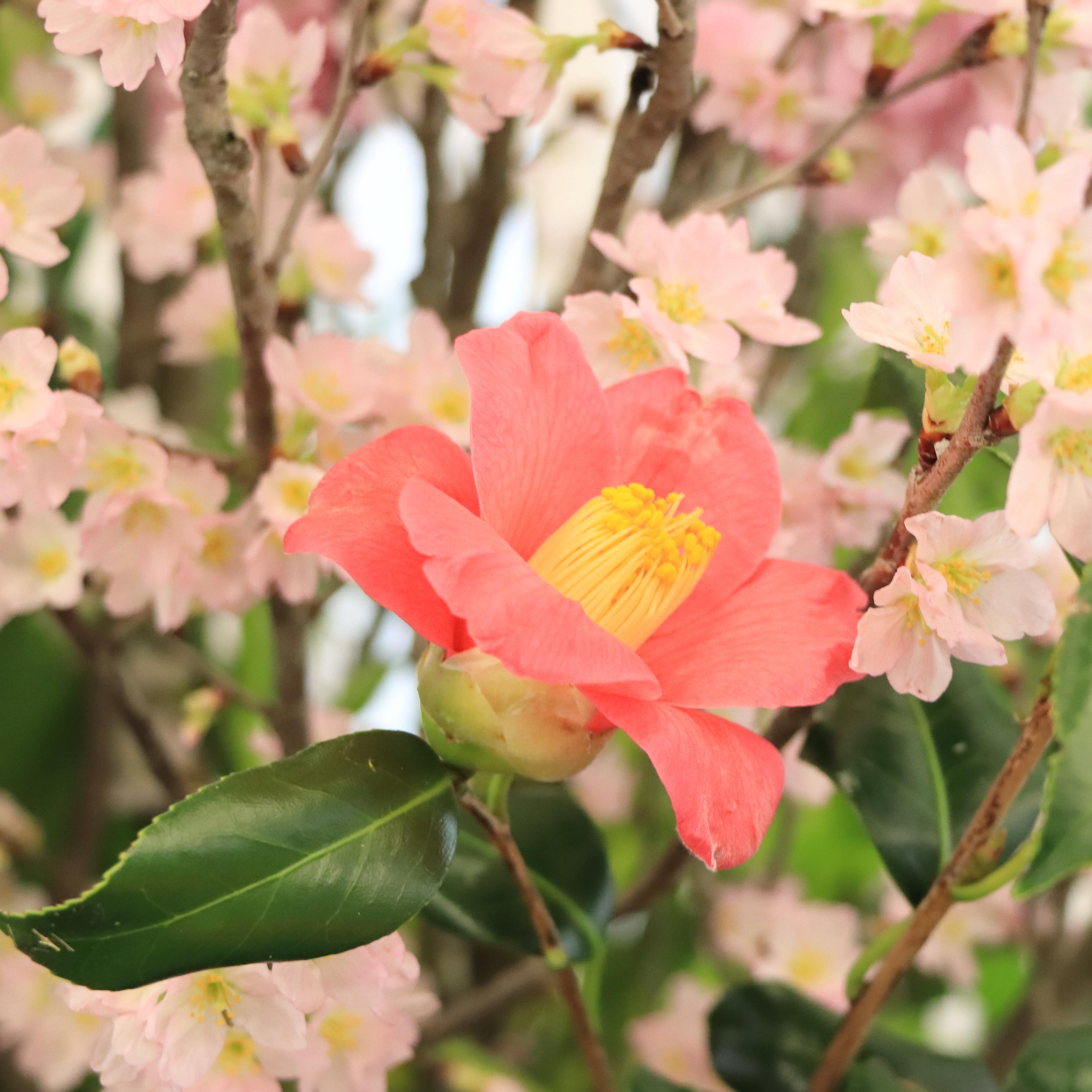 生け花１.JPG