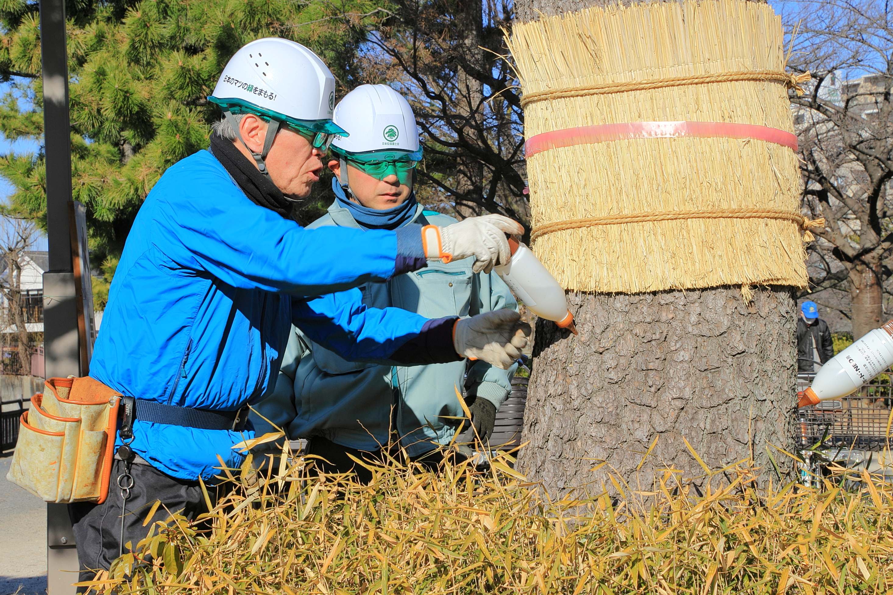 樹幹注入１.JPG