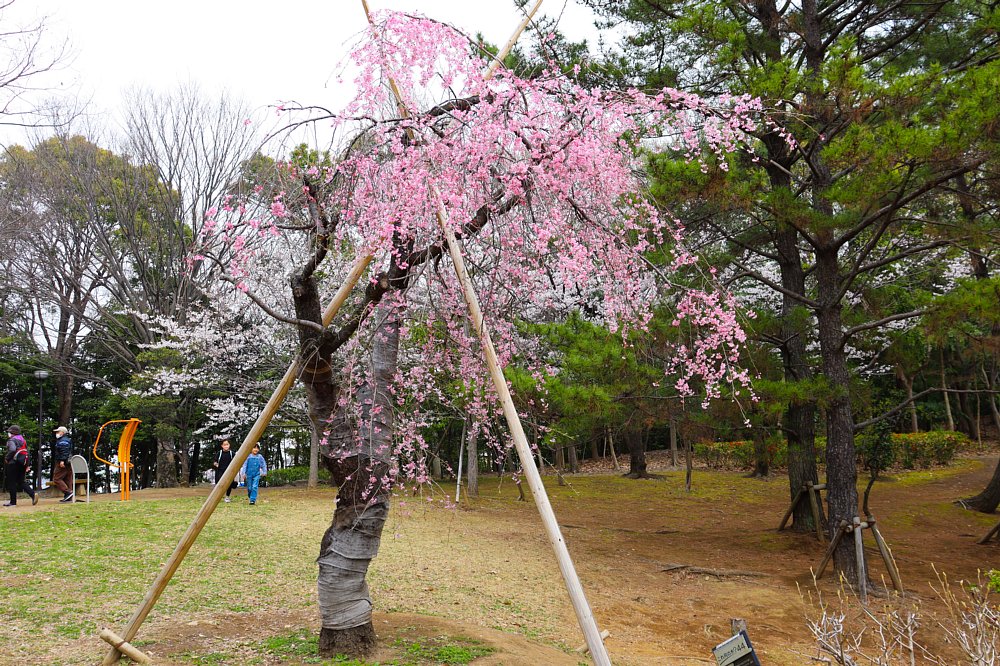 市役所にあった桜