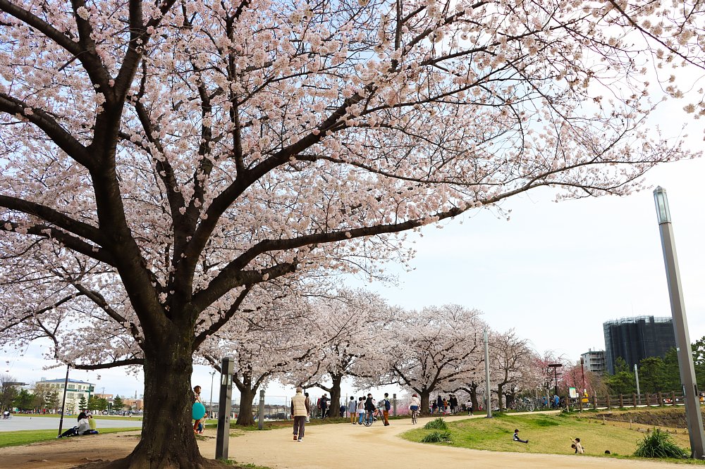 まつばら綾瀬川公園