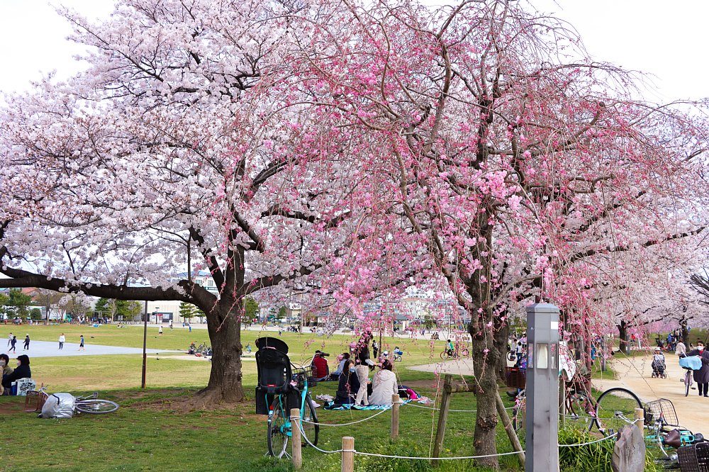 まつばら綾瀬川公園2