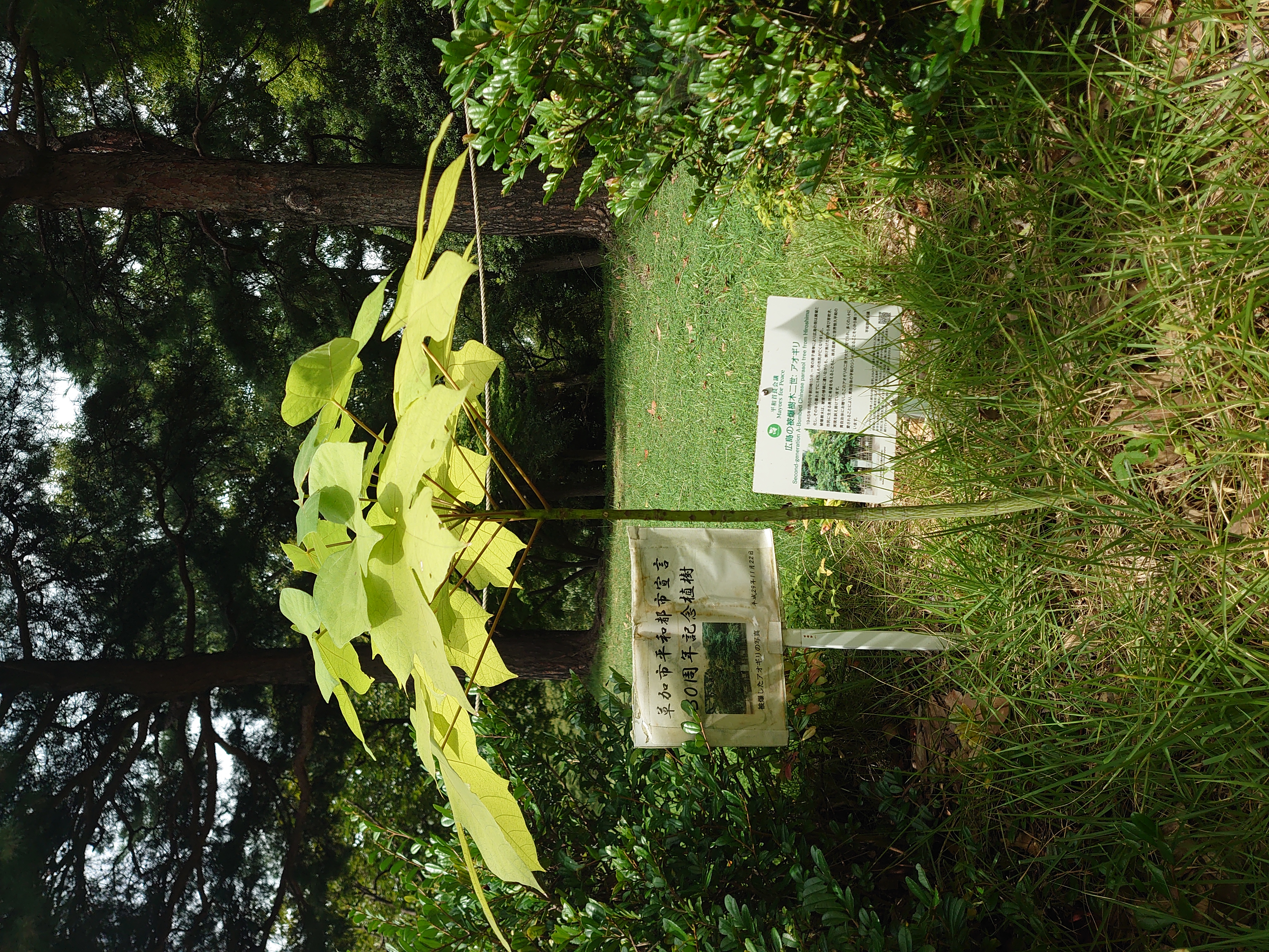 aogiri（2024.8.29）.jpg
