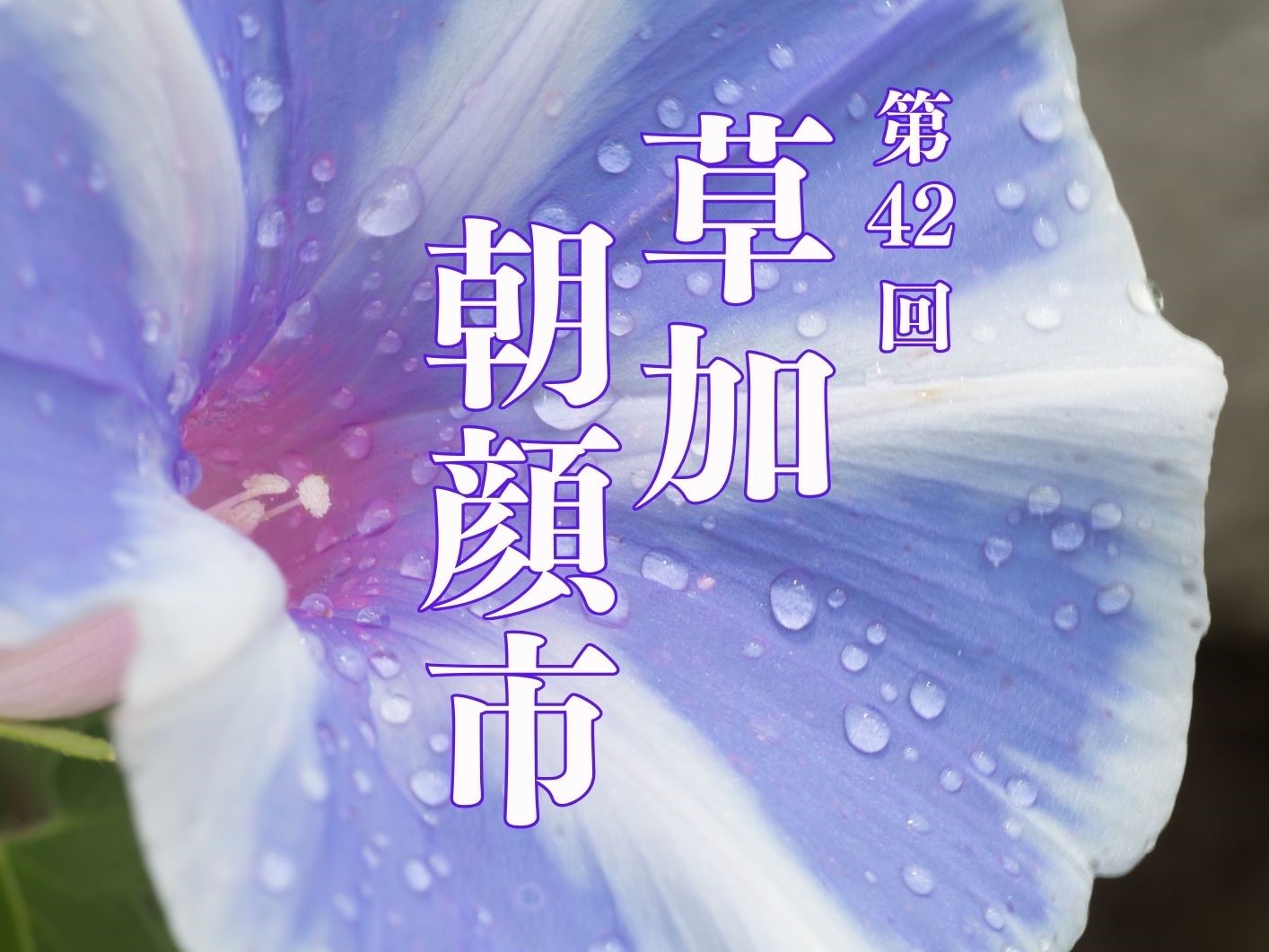 asagaoichi