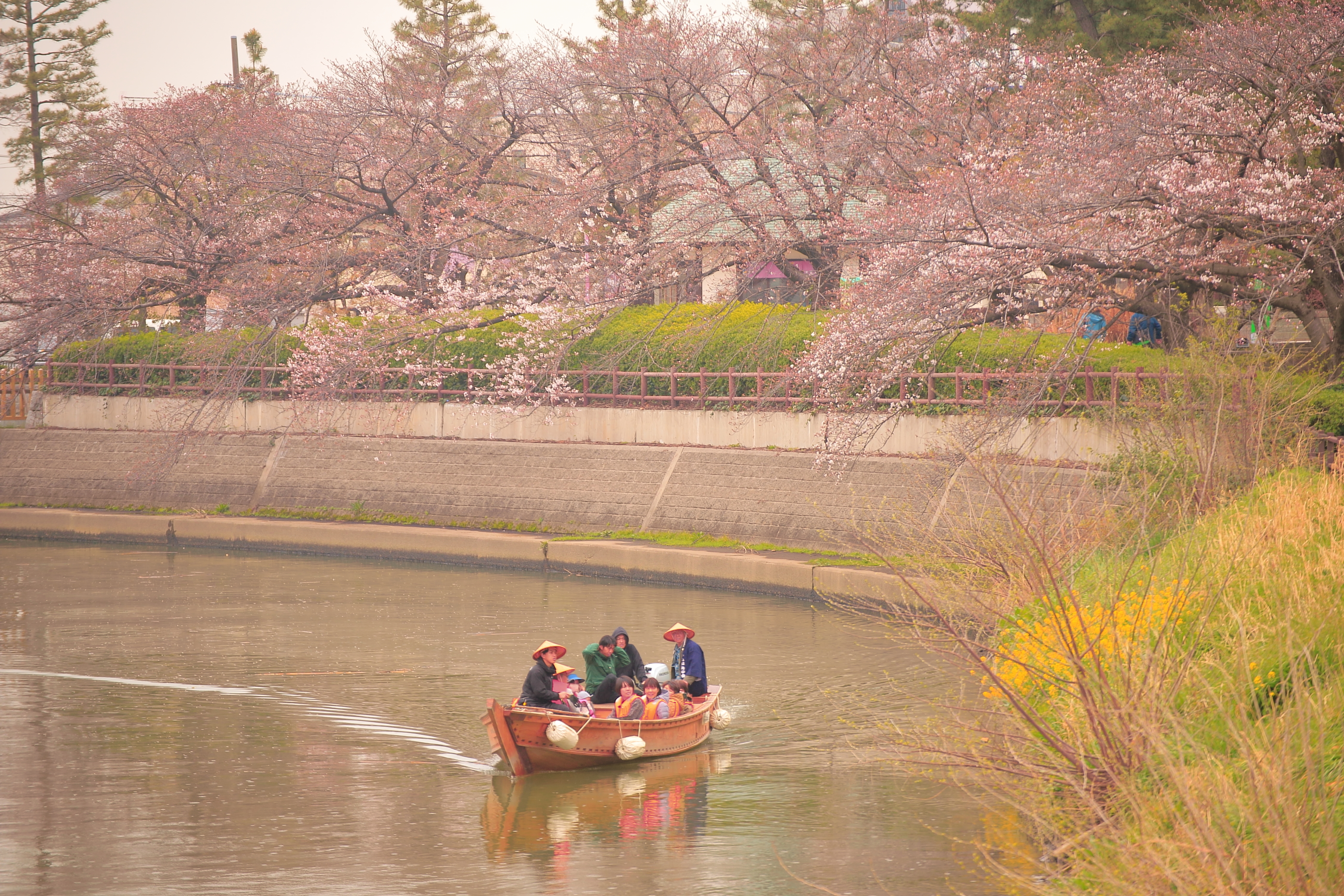 桜時期の和舟２