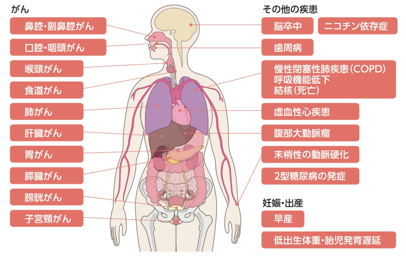 喫煙　健康被害