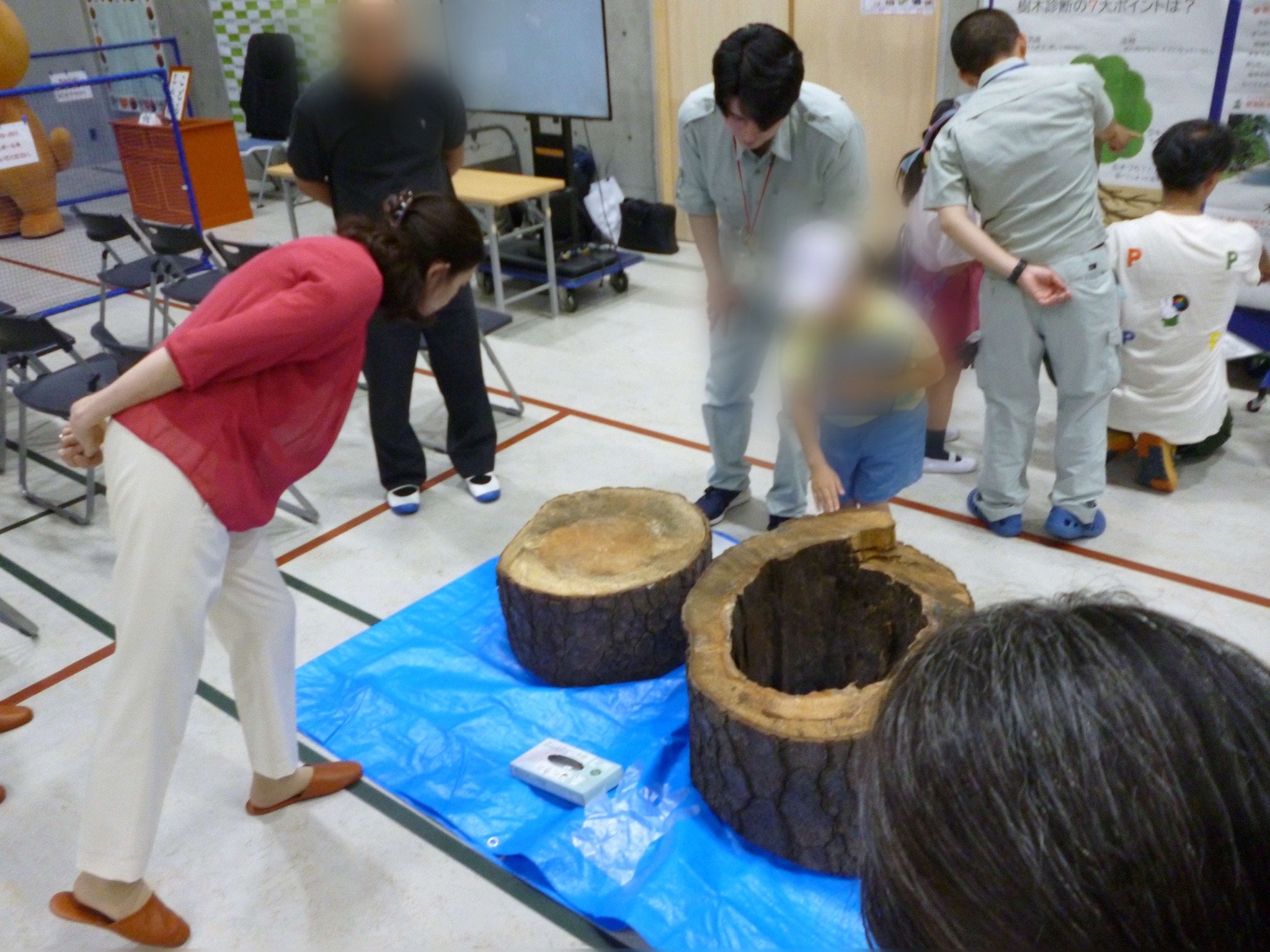 2種類の松の木を展示の画像