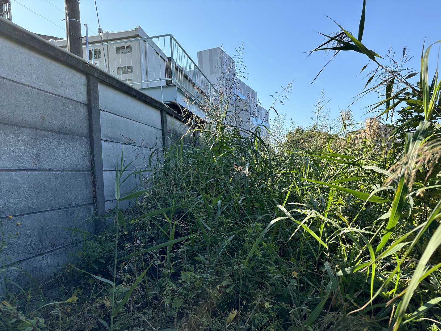 古綾瀬（作業前）