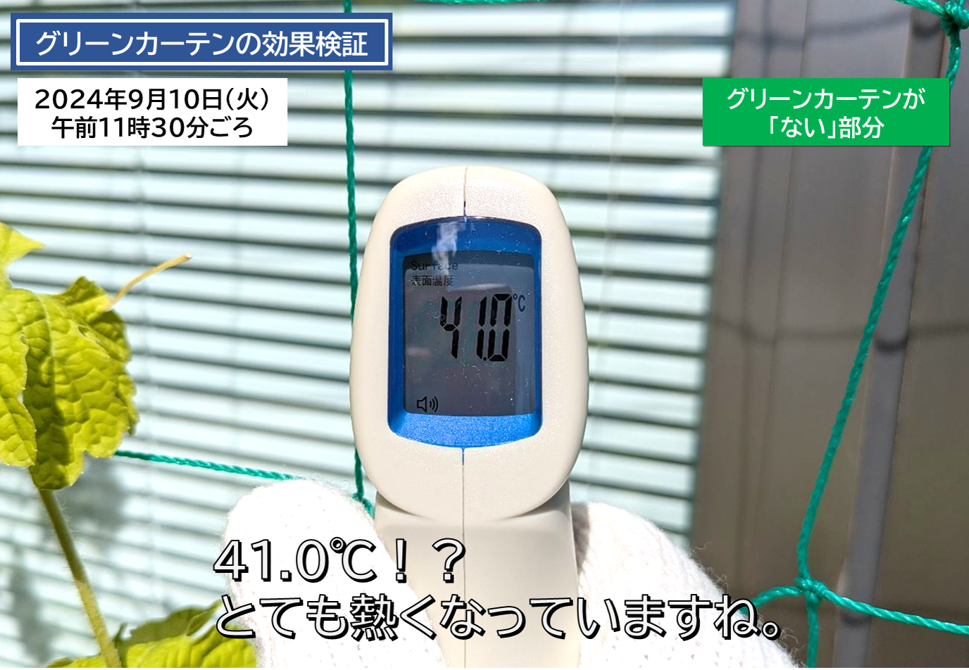 greencurtainkensho2.png