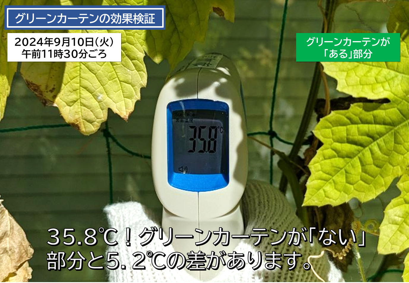 greencurtainkensho3.png