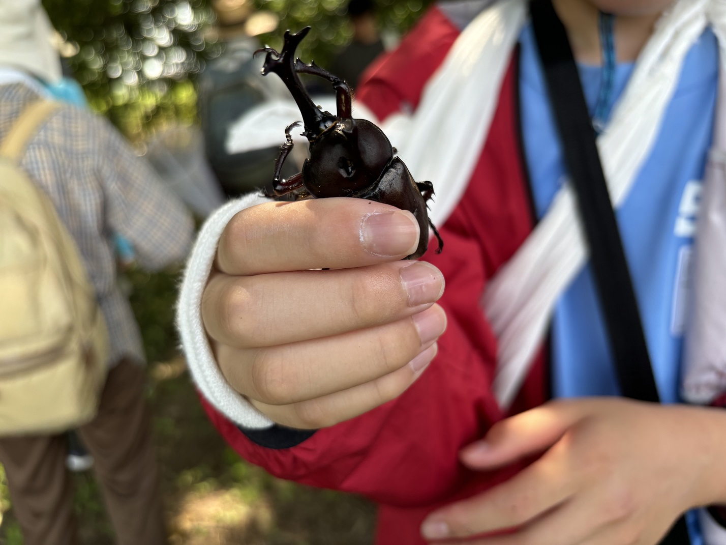 カブトムシ(1)