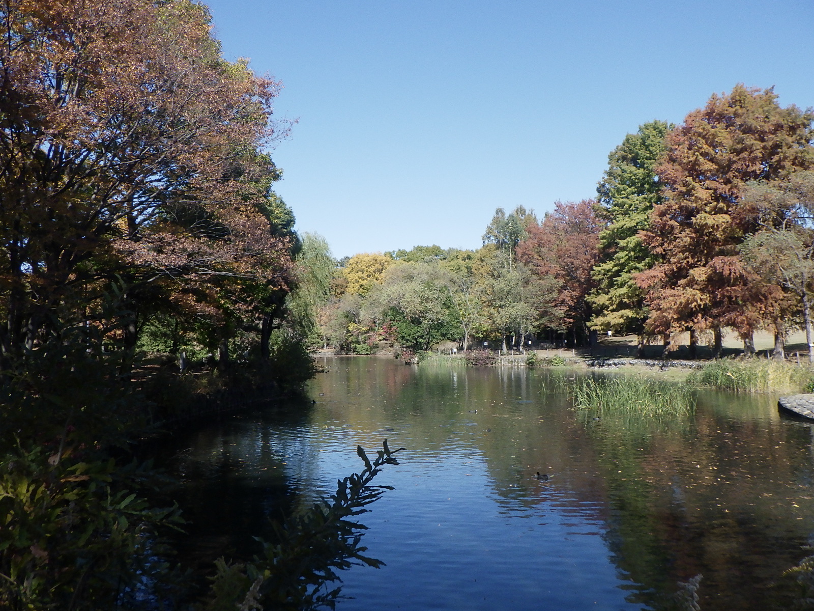 修景池と紅葉2.JPG