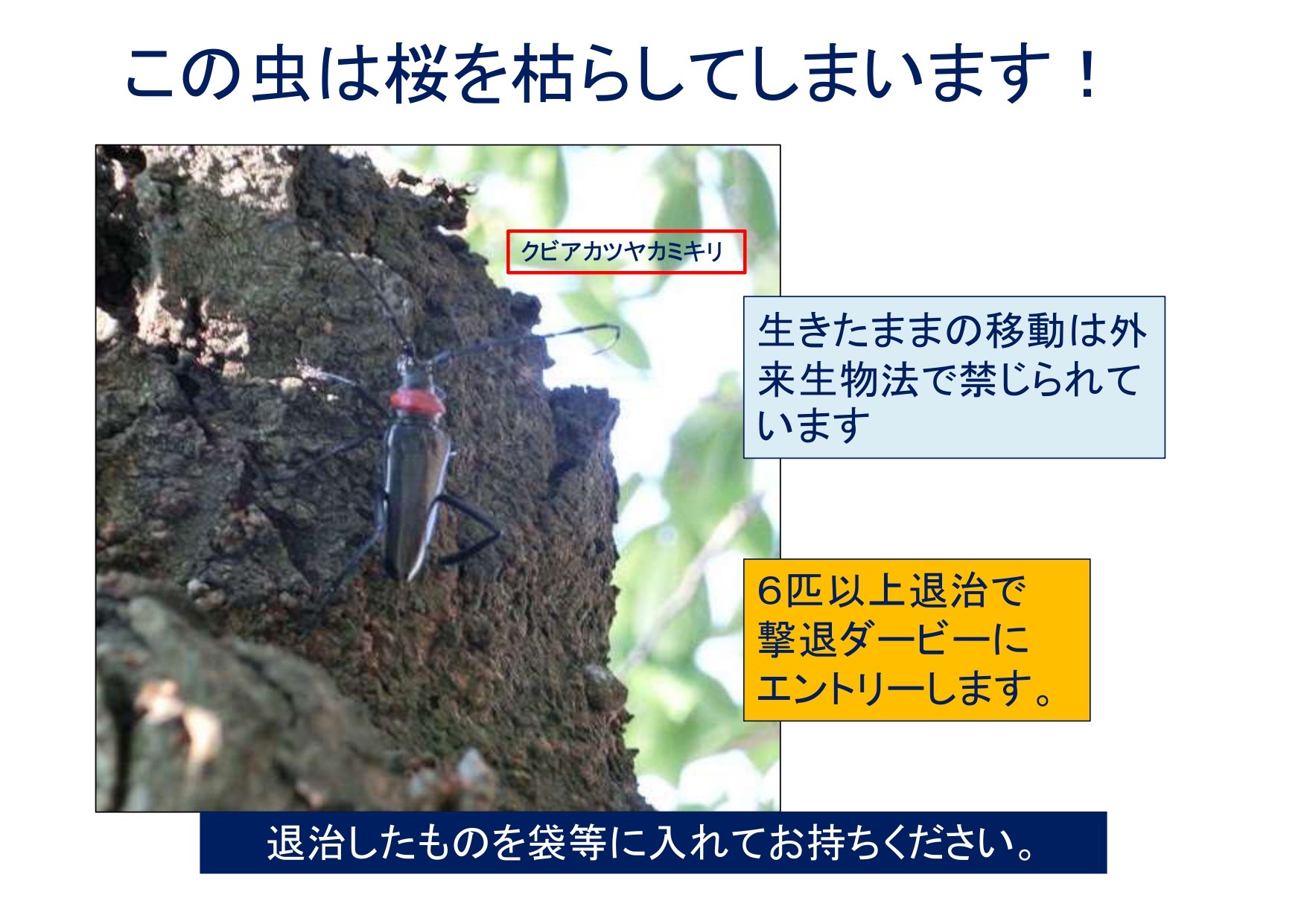 クビアカ