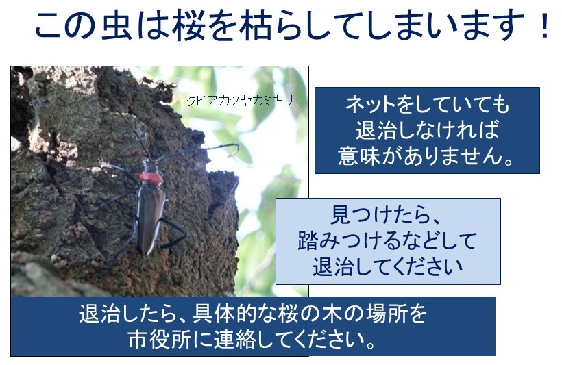 の画像