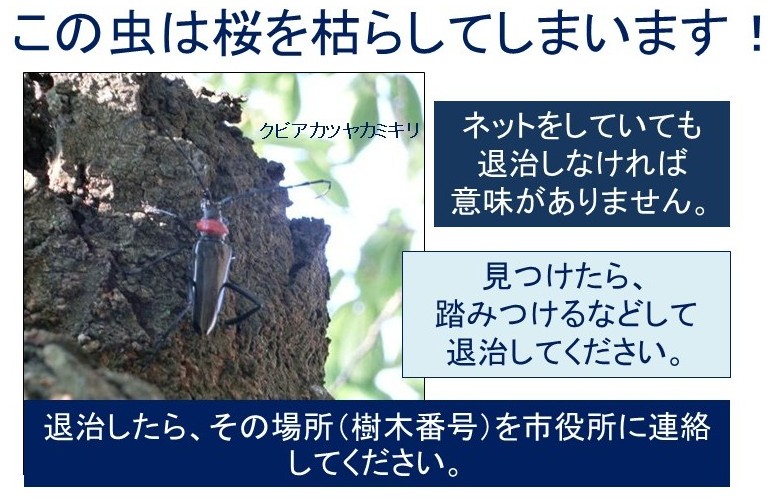 の画像