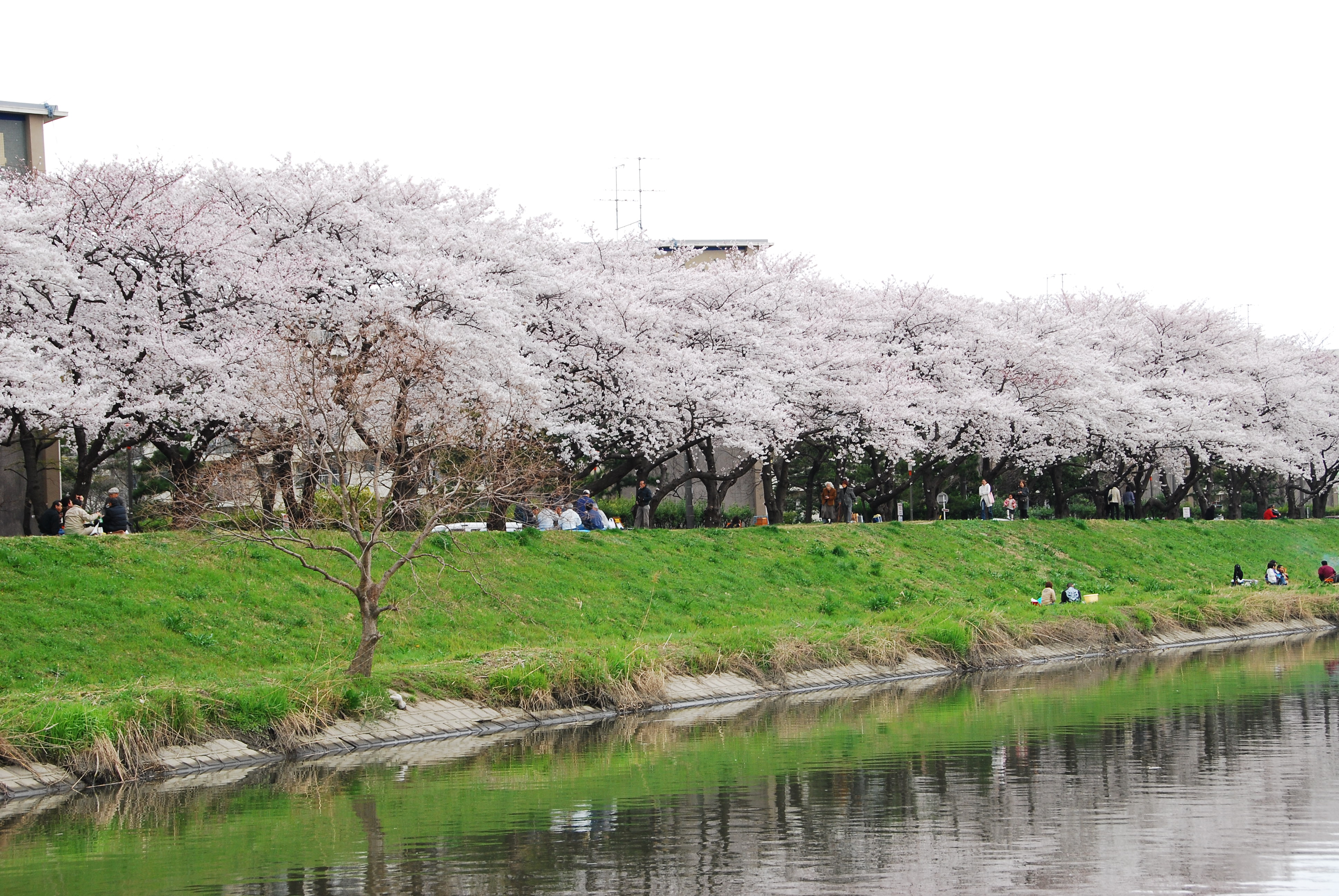 綾瀬川
