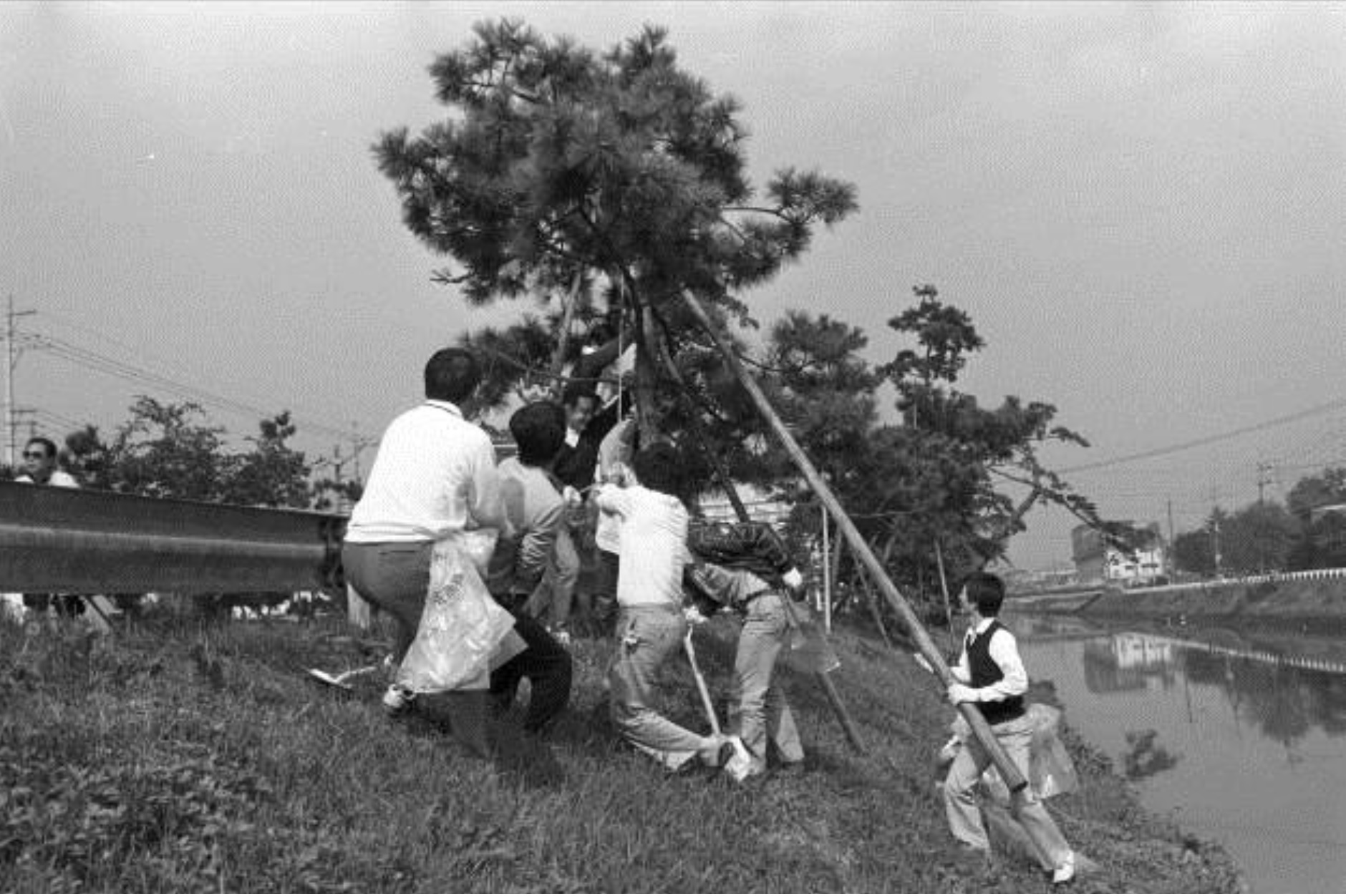 草加市松並木保存会