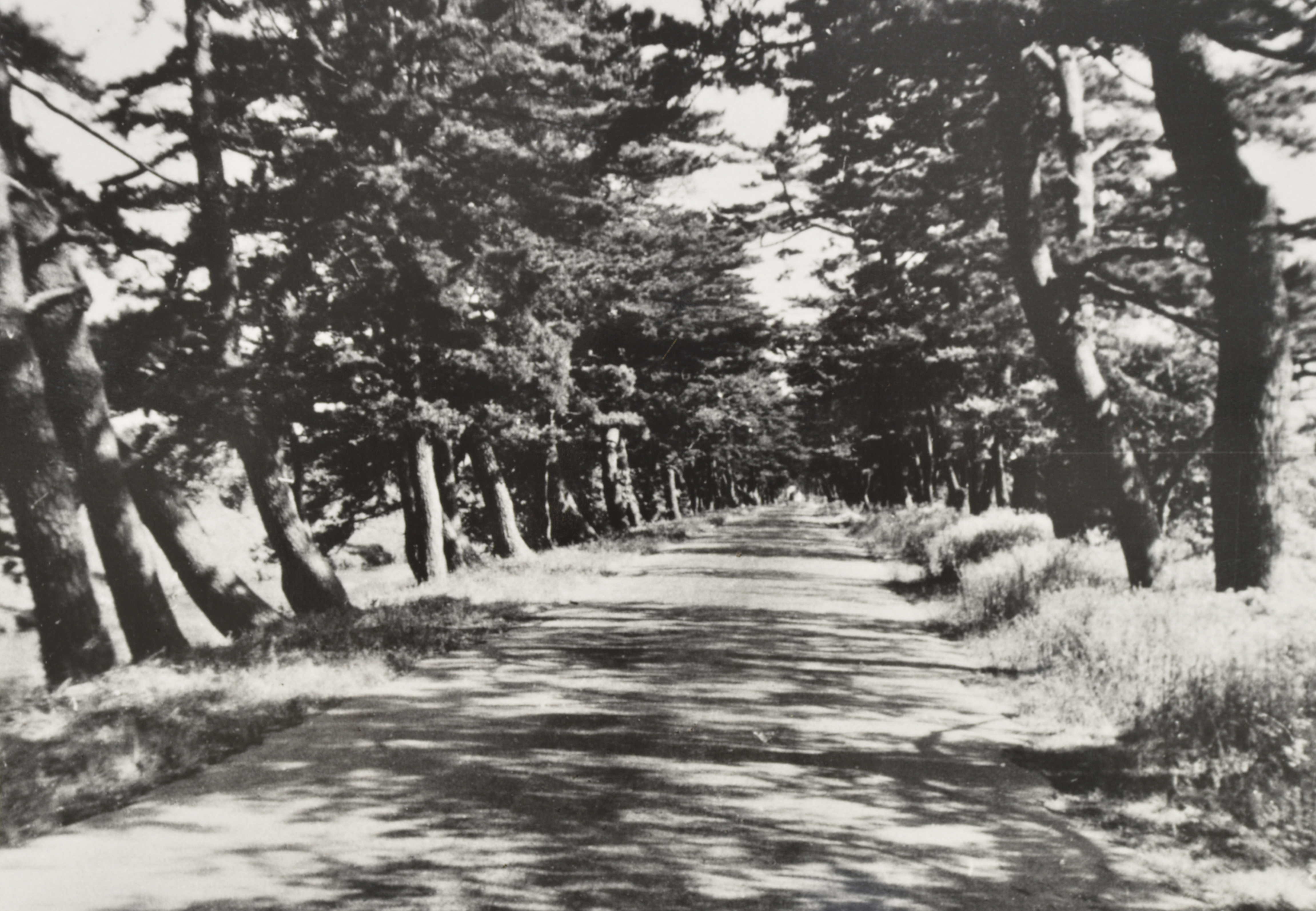 昭和時代初めの草加松原