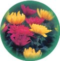 City Flower: Chrysanthemum image