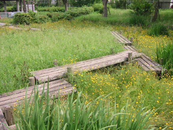 :谷塚上町みなみ公園ビオトープの画像