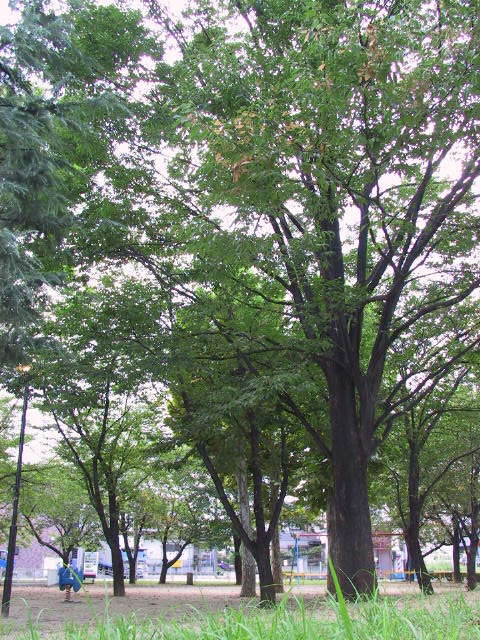 稲荷公園樹木