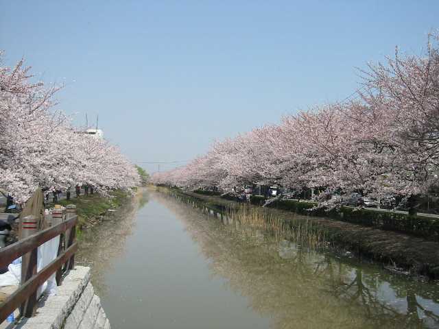 :葛西用水桜並木の画像