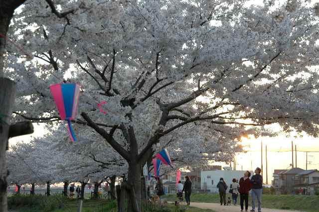 :金明町綾瀬川沿い桜並木の画像