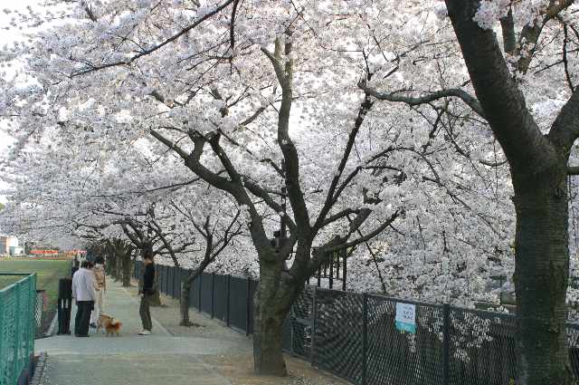 :峯分橋付近桜並木の画像