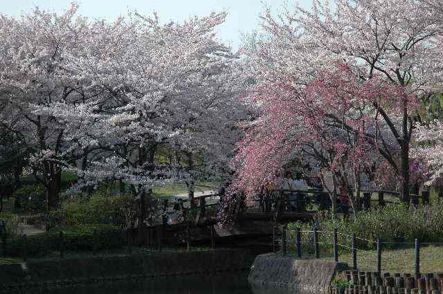 そうか公園桜の画像