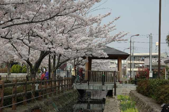 :谷古田用水桜並木の画像