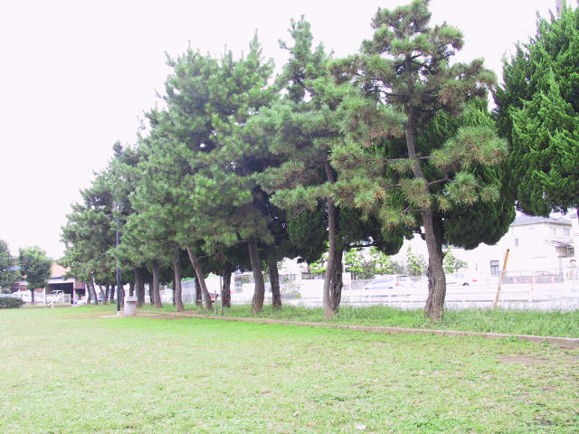 :松江公園高木の画像