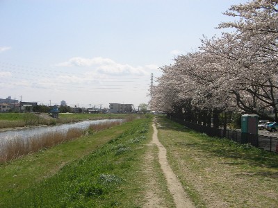 :桜の時期の画像