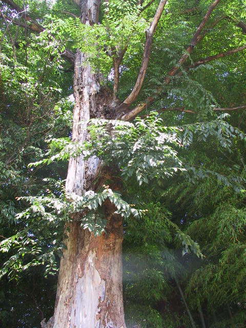 保存樹木のイメージ写真